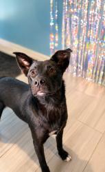 Shelter Stray Male Dog last seen Near E Willow Street, LAFAYETTE, LA, 70501, 410 Dugas Rd, Lafayette, LA 70507, USA