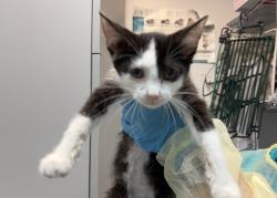 Shelter Stray Female Cat last seen Near Beach Avenue, BRONX, NY, 10460, 326 E 110th St, New York, NY 10029, USA