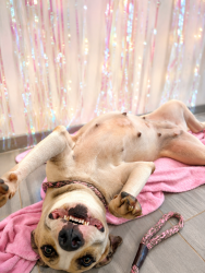 Shelter Stray Female Dog last seen LA, 410 Dugas Rd, Lafayette, LA 70507, USA