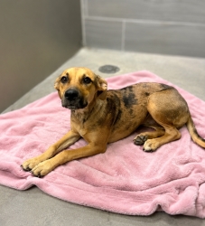 Shelter Stray Female Dog last seen Found in a field -asked nearby people, no one claimed., CARENCRO, LA, 70520, 410 Dugas Rd, Lafayette, LA 70507, USA