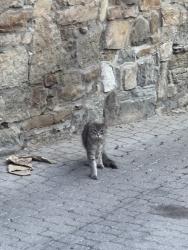 Found/Stray Unknown Cat last seen James and duke, Hamilton, ON L8P 1X1