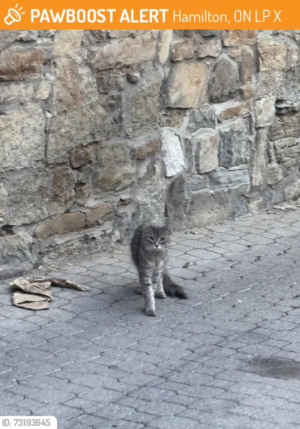 Found/Stray Unknown Cat last seen James and duke, Hamilton, ON L8P 1X1