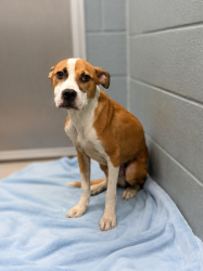Shelter Stray Male Dog last seen Near S Orange Street, LAFAYETTE, LA, 70501, 410 Dugas Rd, Lafayette, LA 70507, USA