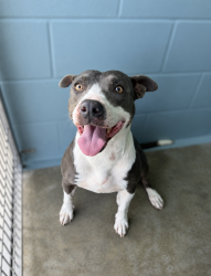 Shelter Stray Female Dog last seen Near Bolton Street, LAFAYETTE, LA, 70508, 410 Dugas Rd, Lafayette, LA 70507, USA