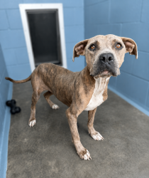 Shelter Stray Female Dog last seen Near Jones Road, DUSON, LA, 70529, 410 Dugas Rd, Lafayette, LA 70507, USA