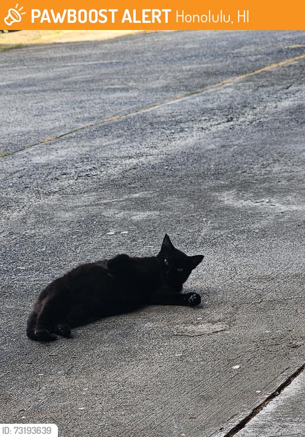 Found/Stray Female Cat last seen Near Bertram Street, Honolulu, HI 96816