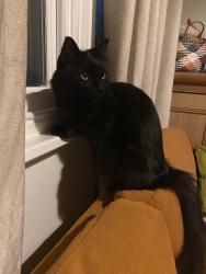 Lost Male Cat last seen Queens Road and Clarendon Park Road, Leicester, England 