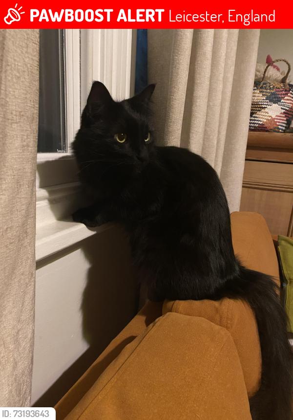 Lost Male Cat last seen Queens Road and Clarendon Park Road, Leicester, England 