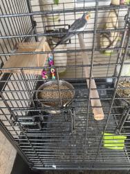 Lost Female Bird last seen Robinson rd Weatherford TX, Parker County, TX 76088