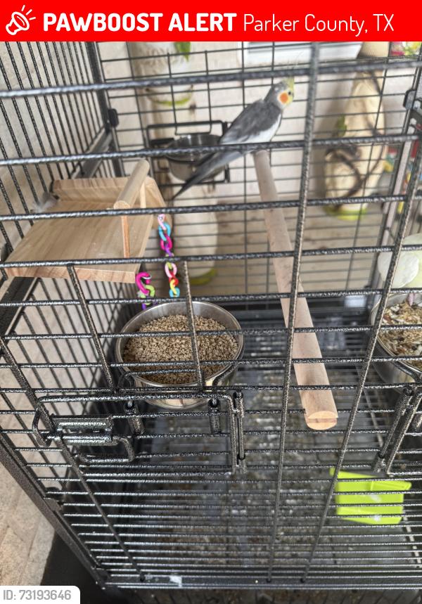 Lost Female Bird last seen Robinson rd Weatherford TX, Parker County, TX 76088