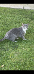 Lost Female Cat last seen En wilgmigton cerca del cvs, Los Angeles, CA 90744