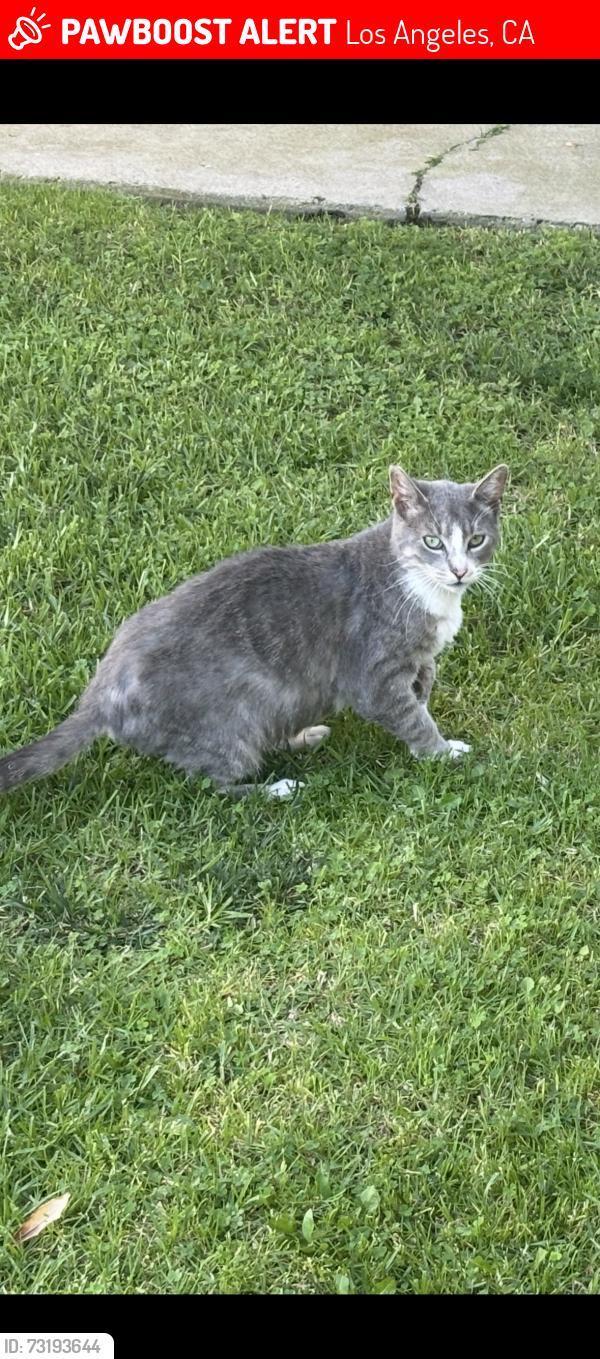 Lost Female Cat last seen En wilgmigton cerca del cvs, Los Angeles, CA 90744