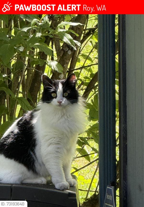 Lost Female Cat last seen 11th Ave E and 282nd St E, Roy, WA, Roy, WA 98580