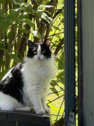 Lost Female Cat last seen 11th Ave E and 282nd St E, Roy, WA, Roy, WA 98580
