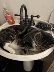 Reunited Male Cat last seen Ran out of the hse, Burien, WA 98166