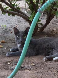 Found/Stray Female Cat last seen Dateland Dr. and Warner Ranch Dr., Tempe, AZ 85284