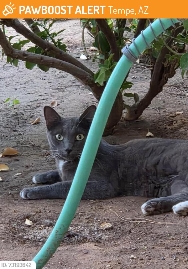 Found/Stray Female Cat last seen Dateland Dr. and Warner Ranch Dr., Tempe, AZ 85284