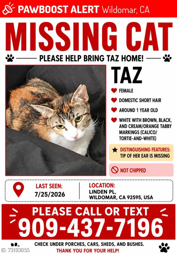 Lost Female Cat last seen Summerly PL, Wildomar, CA 92595
