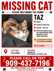 Lost Female Cat last seen Summerly PL, Wildomar, CA 92595