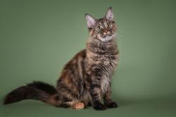 Reunited Female Cat last seen starlake road (apts), Kent, WA 98032