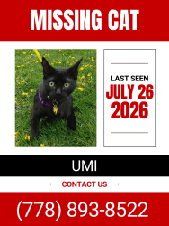 Lost Male Cat last seen Near panther paintball sports park, Surrey, BC V3Z 9V2