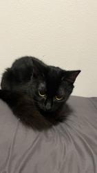 Lost Female Cat last seen Olympia, Olympia, WA 98501