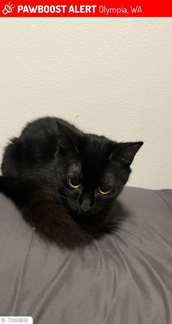 Lost Female Cat last seen Olympia, Olympia, WA 98501