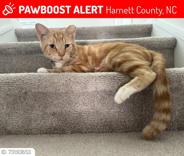 Lost Male Cat last seen Harnett central middle school, Harnett County, NC 27501