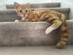 Lost Male Cat last seen Harnett central middle school, Harnett County, NC 27501