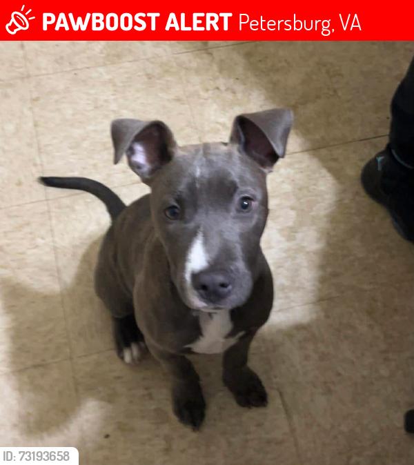Lost Female Dog last seen Halifax, Petersburg, VA 23803