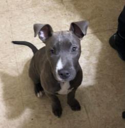 Lost Female Dog last seen Halifax, Petersburg, VA 23803