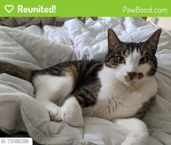 Reunited Male Cat last seen Near Skyline, Daly City, CA 94015