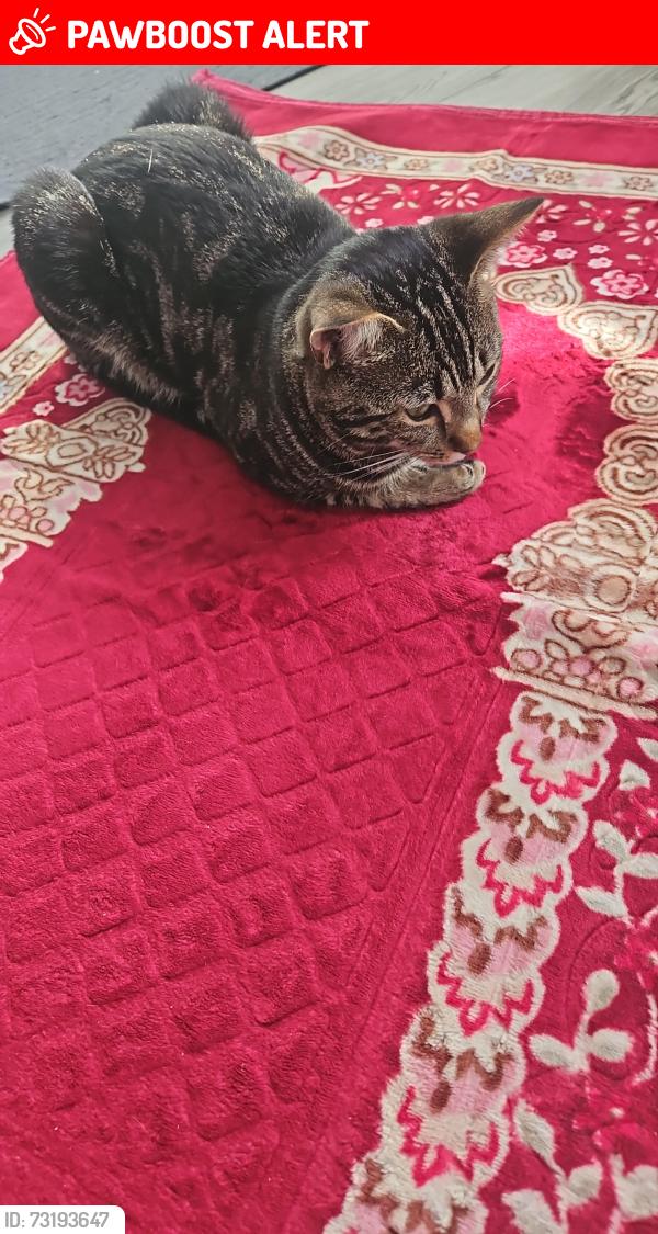 Lost Male Cat last seen Balsall Heath Park, Balsall Heath, England B12 8BY