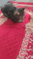 Lost Male Cat last seen Balsall Heath Park, Balsall Heath, England B12 8BY