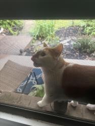 Found/Stray Unknown Cat last seen Lynn & Ridgewood, Wilmington, DE 19809