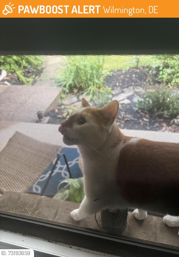 Found/Stray Unknown Cat last seen Lynn & Ridgewood, Wilmington, DE 19809