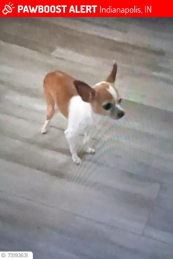 Lost Female Dog last seen Warrington drive, Indianapolis, IN 46234