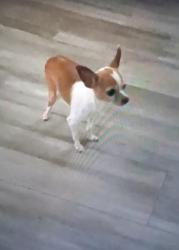 Lost Female Dog last seen Warrington drive, Indianapolis, IN 46234