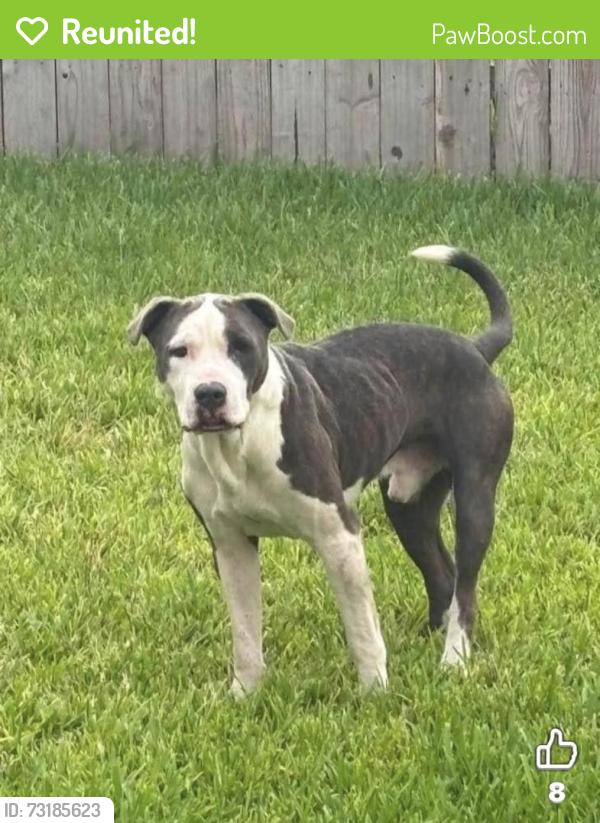 Reunited Male Dog last seen Hills of Towncreek Subdivision, Montgomery, Tx, Montgomery, TX 77356