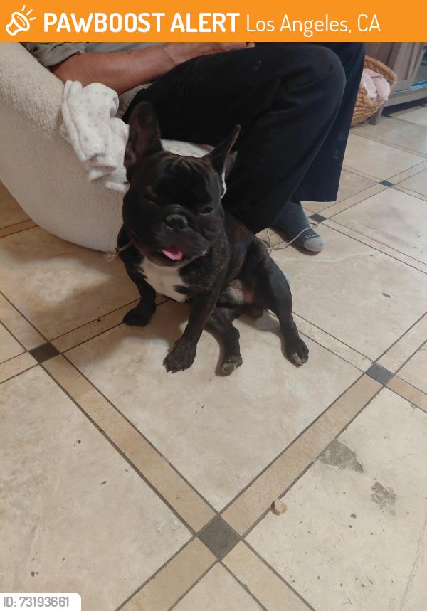 Found/Stray Male Dog last seen Amigo /reseda, Los Angeles, CA 91324