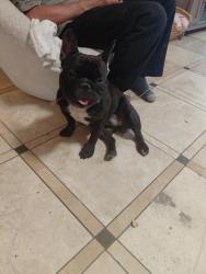 Found/Stray Male Dog last seen Amigo /reseda, Los Angeles, CA 91324