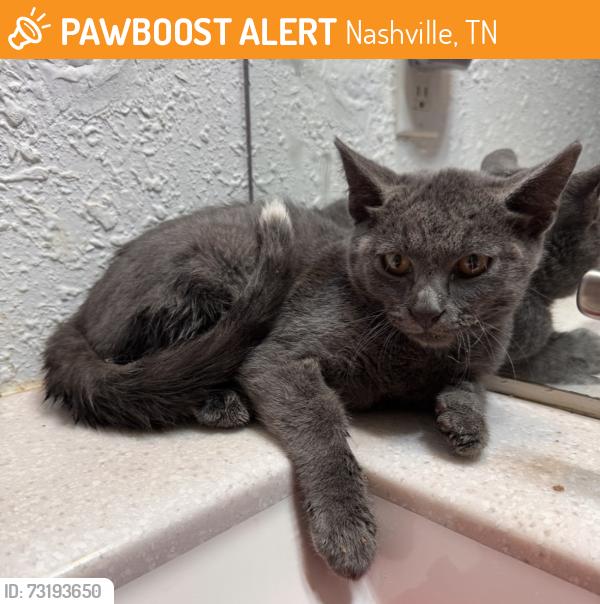 Found/Stray Male Cat last seen Walmart Parking lot, Nashville, TN 37211