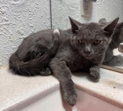 Found/Stray Male Cat last seen Walmart Parking lot, Nashville, TN 37211