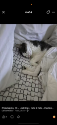Lost Female Cat last seen Philmont ave And bustleton ave, Philadelphia, PA 19116