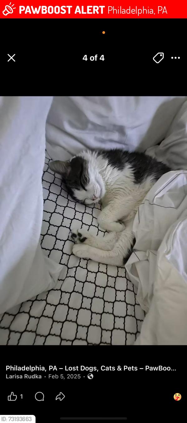 Lost Female Cat last seen Philmont ave And bustleton ave, Philadelphia, PA 19116