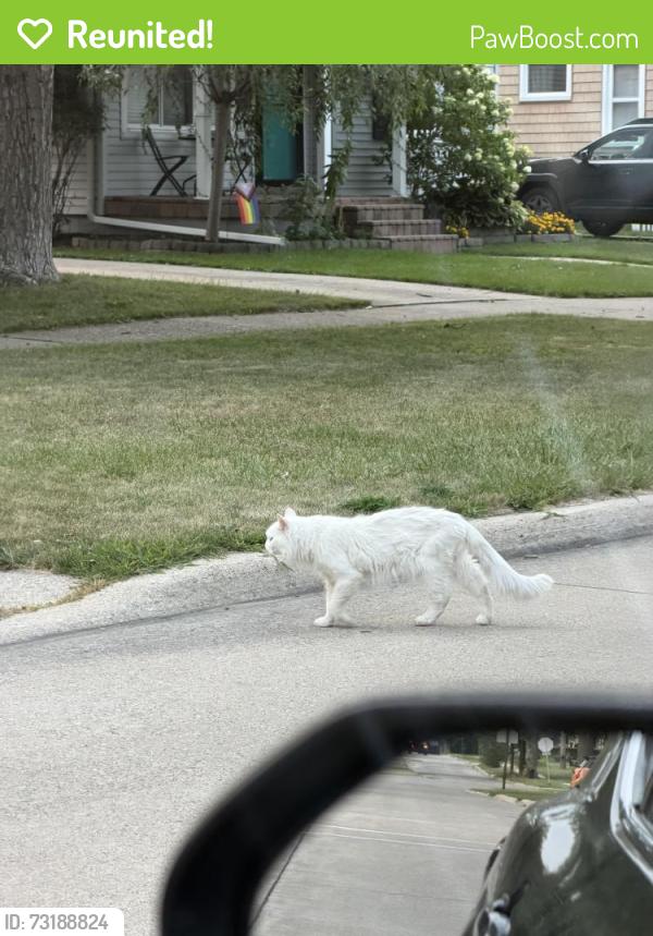 Reunited Unknown Cat last seen On Mortenson, in between Oxford and larkmoor., Berkley, MI 48072