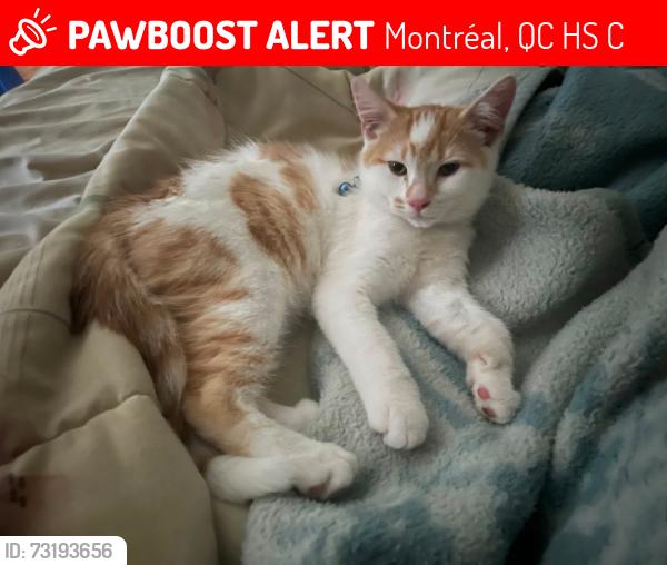 Lost Unknown Cat last seen Allard street or Claude street in Dorval, Montréal, QC H9S 3C2