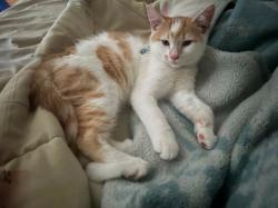 Lost Unknown Cat last seen Allard street or Claude street in Dorval, Montréal, QC H9S 3C2