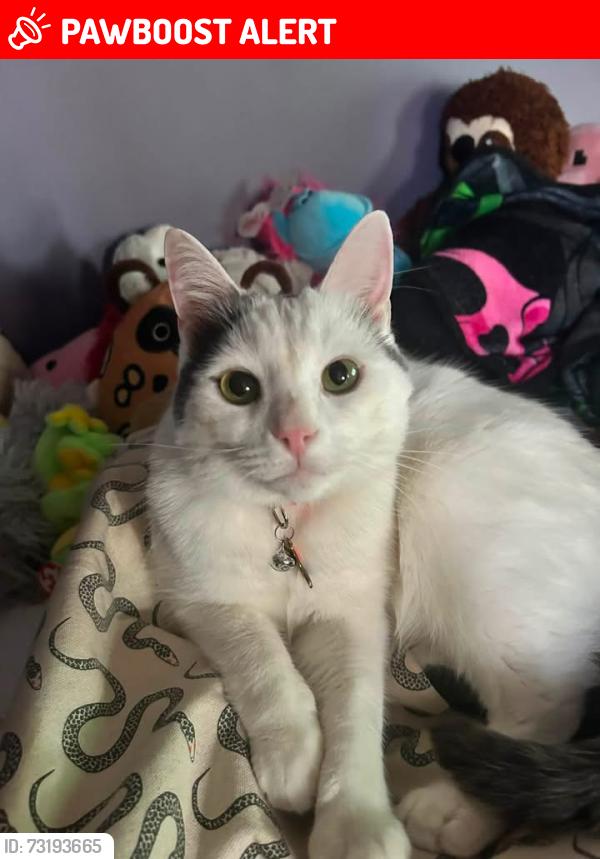 Lost Male Cat last seen Woods Rd & Frankwood Rd, Penn Hills Township, PA 15235