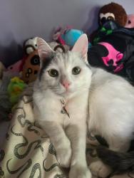 Lost Male Cat last seen Woods Rd & Frankwood Rd, Penn Hills Township, PA 15235
